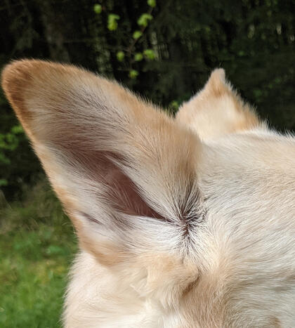 Picture of a dog ear - beige . because the authors dog is the best thing in the world